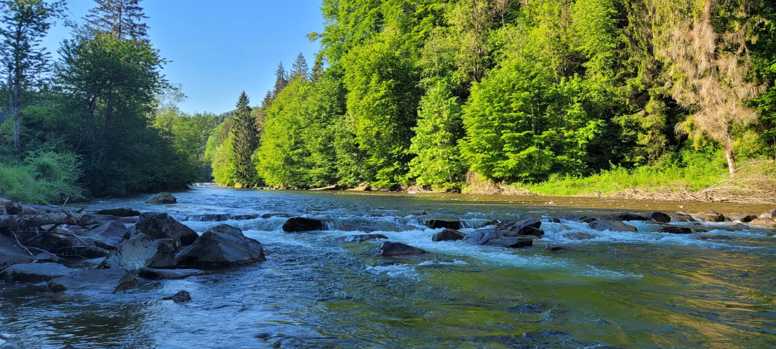 Fluss im Wald
